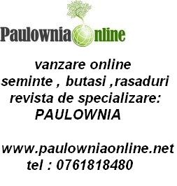 IN DOAR 3 ANI PAULOWNIA AJUNGE LA 20M H